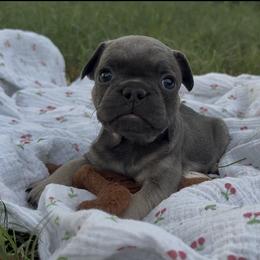 Gwen Stacy - Blue fawn female French Bulldog puppy in Phoenix, Arizona from Little Loaf Frenchie