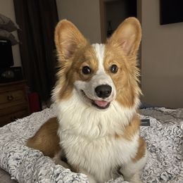 Gus - Pembroke Welsh Corgi
