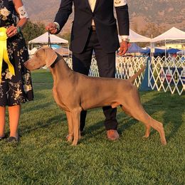 Flash - Weimaraner