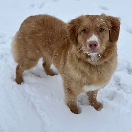 Nova Scotia Duck Tolling Retriever All Grown Up from Terracotta Tollers