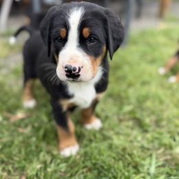 Brown boy - Black, white and red male Greater Swiss Mountain Dog puppy in Woodland, Washington from Woodland Swissie’s