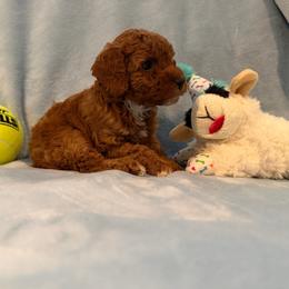 AKC boy 2 - Red  male Poodle puppy in Southwest Ranches, Florida from Herringbone ‘s Poodles