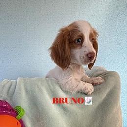 Bruno - Piebald male Dachshund puppy in Waseca, Minnesota from Dragonfly Doxies