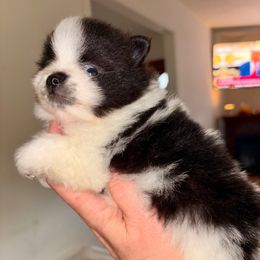 Timber - in love - Black parti male Pomeranian puppy in Gilmer, Texas from Fairchild Fancy Pomeranians and Coachella Pomeranians