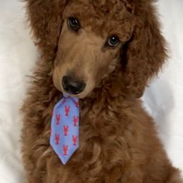 Poodle Puppies from Prissy Pants Poodles LLC