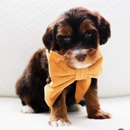 Clarabelle - Chocolate female Australian Labradoodle puppy in Diamond Bar, California from Furrytaildoodles