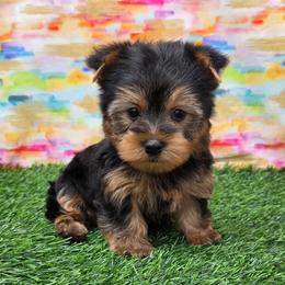 Koda - Blue and gold male Yorkshire Terrier puppy in Monticello, Iowa from Ashley’s Puppies