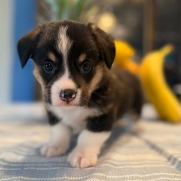 Yang - Black and tan male Pembroke Welsh Corgi puppy in Spring Hill, Florida from Chaotic Canines