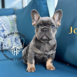 Friends Joey - Blue male French Bulldog puppy in Salem, Oregon from Toy House Frenchies