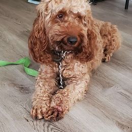 Zeena - Cockapoo