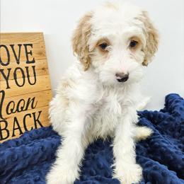 Oregano - Red male Bernedoodle puppy in Granton, Wisconsin from Rose River Farms