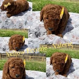 Valerie - Red  female Goldendoodle puppy in Dawsonville, Georgia from As You Wish Doodles