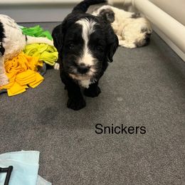 Bernedoodle and Cockapoo Puppies from Doodles of Joy