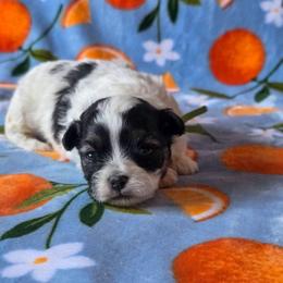 Bean - Green Collar - Black and white male Shichon puppy in Troy, Ohio from Ever After Tails
