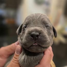 White collar male - Gray male Cane Corso puppy in Granbury, Texas from La Muerte Corso Kennel