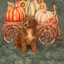 Bronx - Red male Maltipoo puppy in Greenfield, Iowa from Sugar Plum Puppies