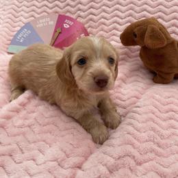 Miss Pearl - Cream female Dachshund puppy in Sarah, Mississippi from White's Mississippi Doxies