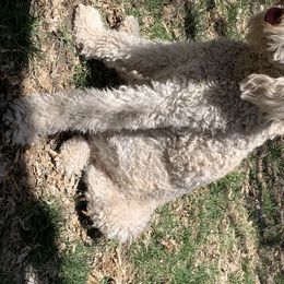 Millie - Goldendoodle