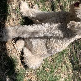 Millie - Goldendoodle