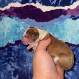 Red piebald - Piebald female Dachshund puppy in Liberty, Mississippi from Liberty Oaks Aussies and Dachshunds