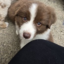 Australian Shepherd Puppies from Starlit Grove Australian Shepherds
