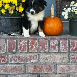 BTM - Black tri male Miniature Australian Shepherd puppy in Lexington, Nebraska from Osborne's Aussies