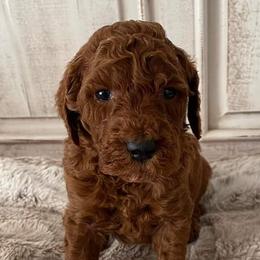 Goldendoodle, Labrador Retriever, and Poodle Puppies from Sagebrush Labradors and Doodles