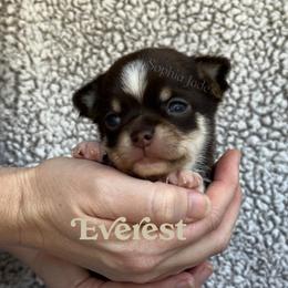 Everest - Chocolate and tan male Chihuahua puppy in Augusta, Georgia from Sophia Jade's Chi Brigade