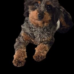Rex - Merle male Goldendoodle puppy in Austin, Texas from Austin Doodles & Poodles