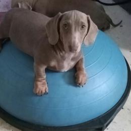 Beluga - Dachshund