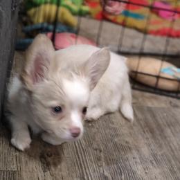 Sandz - Cream and white male Chihuahua puppy in Gray, Louisiana from Chi Chi's Place LLC