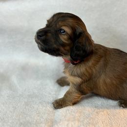 Freya - Red female Dachshund puppy in South Webster, Ohio from Griffith’s Gorgeous Dachshunds