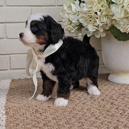 Pearl - Tri-color female Bernedoodle puppy in Russell Springs, Kentucky from 270 Doodles