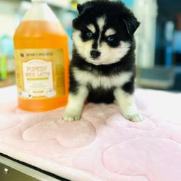 Goofy - Black and white male Pomsky puppy in Yavapai County, Arizona from Pawsh Pomskies