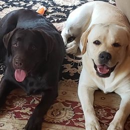 Labrador Retrievers from Jim's Labrador Retrievers