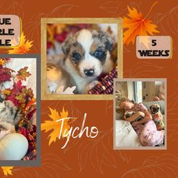 Puppy 4 - Blue merle male Miniature American Shepherd puppy in Ellensburg, Washington from Wiggle Rump Ranch