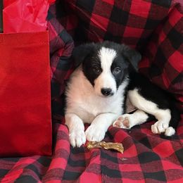 Boy 4 - White and blue merle Border Collie puppy in Oroville, California from Coalcyn Kennels