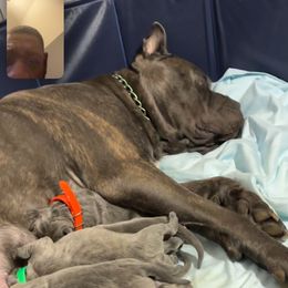 Cane Corso All Grown Up from Lonestar Corso Kennels