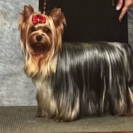 Jade - Yorkshire Terrier