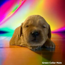 Golden Retriever Puppies from Studley Hill Goldens, LLC.