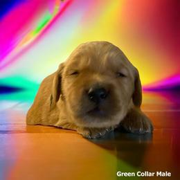Golden Retriever Puppies from Studley Hill Goldens, LLC.