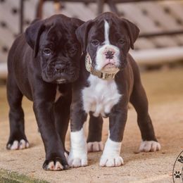 Boxer Puppies from Mount Juliet Boxers of Nabors
