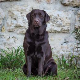 Iron Hill Retrievers breeder of Labrador Retriever