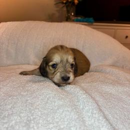 Shades - Cream male Dachshund puppy in Deland, Florida from Island Farms Dachshunds Florida