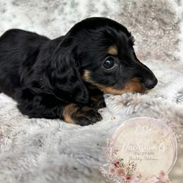 Dachshund Puppies from CSW Dachshunds