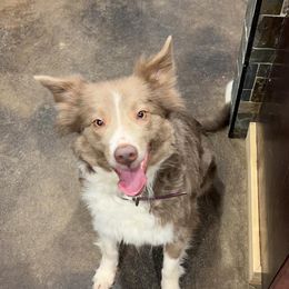 Megan - Border Collie