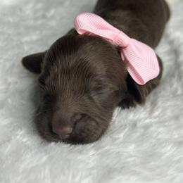 Jolly - Chocolate female Dachshund puppy in Payette, Idaho from NT Mini Doxies
