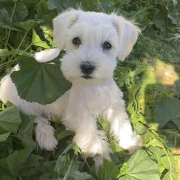 Miniature Schnauzer Puppies from Apples schnauzers