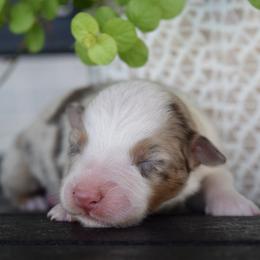 Fawn - Red merle female Australian Shepherd puppy in Lyons, Georgia from Canyon South Aussies