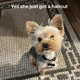 Yorkshire Terrier All Grown Up from Sandy Klug